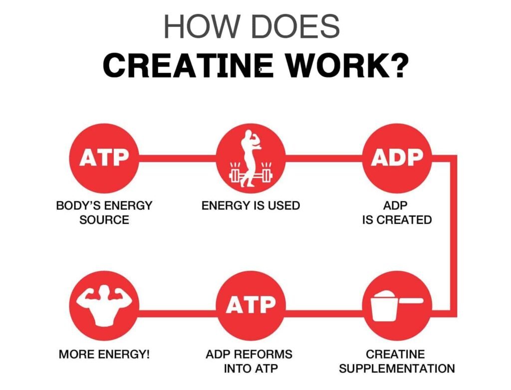 For health-conscious individuals, understanding how much water should you drink on creatine is essential to maximize the supplement’s benefits while staying hydrated. The general recommendation is to drink an extra 8–16 ounces of water daily when supplementing with creatine. This increase supports muscle hydration, prevents dehydration, and ensures proper absorption. Factors such as weight, activity level, and environmental conditions also play a role in determining your hydration needs. Whether you’re using creatine monohydrate, tablets, or powders, maintaining a water-to-creatine ratio of 8–10 ounces of water per 5 grams of creatine is critical for optimal health and performance.